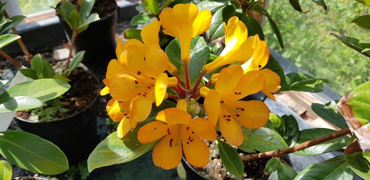 Thai Gold Vireya